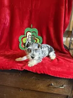 Lilly, a female Miniature Schnauzer for sale in Lewisburg, WV – Photo 8 of 10