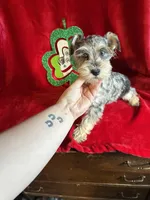 Lilly, a female Miniature Schnauzer for sale in Lewisburg, WV – Photo 10 of 10
