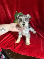 Lilly, a female Miniature Schnauzer for sale in Lewisburg, WV – Photo 3 of 10