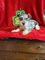 Lilly, a female Miniature Schnauzer for sale in Lewisburg, WV – Photo 7 of 10