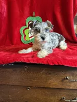 Lilly, a female Miniature Schnauzer for sale in Lewisburg, WV – Photo 4 of 10