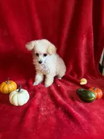 Anne, a female Poodle - Toy  for sale in Lewisburg, WV – 9 of 10