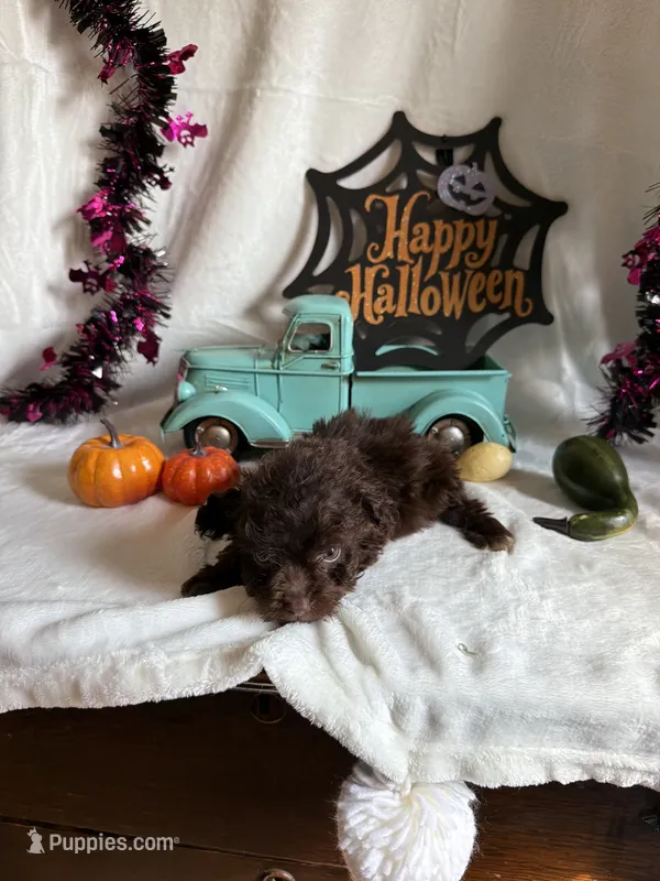 Carter – Aussiedoodle puppy for sale in Lewisburg, WV