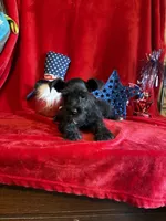 Mia, a female Miniature Schnauzer for sale in Lewisburg, WV – 4 of 10