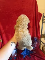 Leo, a male Poodle - Toy  for sale in Lewisburg, WV – 9 of 9