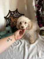 Cameron, a male Poodle - Toy  for sale in Lewisburg, WV – 3 of 10