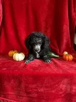 Dylan, a male Poodle - Toy  for sale in Lewisburg, WV – 5 of 9