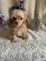 Belle, a female Poodle - Toy  for sale in Lewisburg, WV – Photo 1 of 10