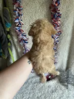 Belle, a female Poodle - Toy  for sale in Lewisburg, WV – Photo 8 of 10