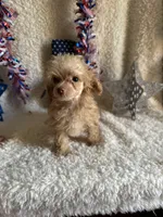 Belle, a female Poodle - Toy  for sale in Lewisburg, WV – Photo 9 of 10