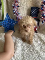 Belle, a female Poodle - Toy  for sale in Lewisburg, WV – Photo 3 of 10