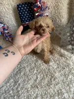 Belle, a female Poodle - Toy  for sale in Lewisburg, WV – Photo 6 of 10