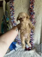 Belle, a female Poodle - Toy  for sale in Lewisburg, WV – Photo 7 of 10