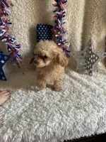 Belle, a female Poodle - Toy  for sale in Lewisburg, WV – Photo 10 of 10