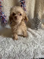 Belle, a female Poodle - Toy  for sale in Lewisburg, WV – Photo 2 of 10