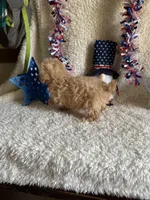 Belle, a female Poodle - Toy  for sale in Lewisburg, WV – Photo 5 of 10