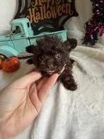 Kimber, a female Aussiedoodle for sale in Lewisburg, WV – 7 of 10