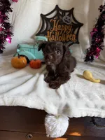 Kayla, a female Aussiedoodle for sale in Lewisburg, WV – 6 of 10