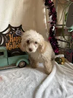Cameron, a male Poodle - Toy  for sale in Lewisburg, WV – 4 of 10