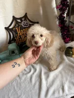 Cameron, a male Poodle - Toy  for sale in Lewisburg, WV – 8 of 10