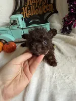 Kimber, a female Aussiedoodle for sale in Lewisburg, WV – 3 of 10