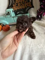 Kimber, a female Aussiedoodle for sale in Lewisburg, WV – 10 of 10