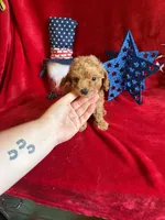 Mae, a female Poodle - Toy  for sale in Lewisburg, WV – 6 of 10