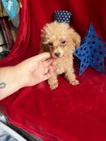 Lyla, a female Poodle - Toy  for sale in Lewisburg, WV – 3 of 10