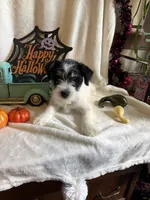 Kyle, a male Miniature Schnauzer for sale in Lewisburg, WV – 5 of 10