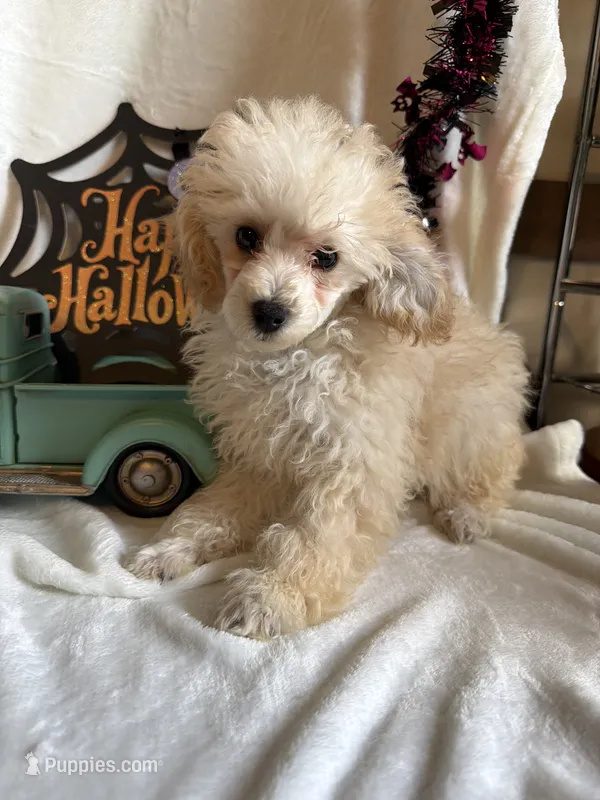 Anne – Poodle - Toy  puppy for sale in Lewisburg, WV