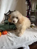Danny, a male Poodle - Toy  for sale in Lewisburg, WV – 4 of 10
