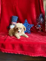 Lyla, a female Poodle - Toy  for sale in Lewisburg, WV – 7 of 10