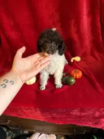 Belle, a female Poodle - Toy  for sale in Lewisburg, WV – 8 of 10