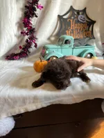 Carter, a male Aussiedoodle for sale in Lewisburg, WV – 7 of 10