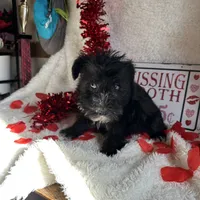 Coco, a female Miniature Schnauzer for sale in Lewisburg, WV – Photo 4 of 10