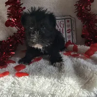 Coco, a female Miniature Schnauzer for sale in Lewisburg, WV – Photo 6 of 10