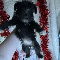 Coco, a female Miniature Schnauzer for sale in Lewisburg, WV – Photo 10 of 10