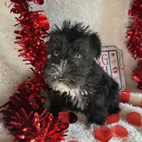 Coco, a female Miniature Schnauzer for sale in Lewisburg, WV – Photo 7 of 10