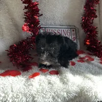 Coco, a female Miniature Schnauzer for sale in Lewisburg, WV – Photo 8 of 10