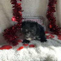 Coco, a female Miniature Schnauzer for sale in Lewisburg, WV – Photo 3 of 10