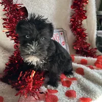 Coco, a female Miniature Schnauzer for sale in Lewisburg, WV – Photo 1 of 10