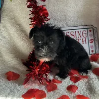 Coco, a female Miniature Schnauzer for sale in Lewisburg, WV – Photo 5 of 10