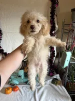 Cameron, a male Poodle - Toy  for sale in Lewisburg, WV – 6 of 10