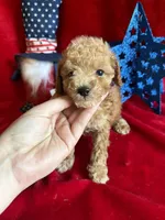 Murray, a male Poodle - Toy  for sale in Lewisburg, WV – 7 of 10