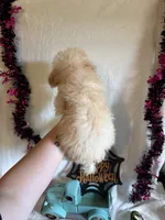 Anne, a female Poodle - Toy  for sale in Lewisburg, WV – 10 of 10