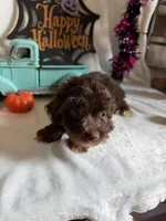 Carly, a female Aussiedoodle for sale in Lewisburg, WV – 10 of 10