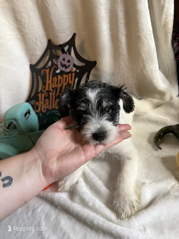 Kyle – Miniature Schnauzer puppy for sale in Lewisburg, WV
