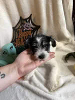 Kyle, a male Miniature Schnauzer for sale in Lewisburg, WV – 1 of 10