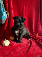 Colt, a male Miniature Schnauzer for sale in Lewisburg, WV – 4 of 10