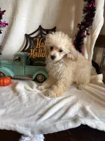 Anne, a female Poodle - Toy  for sale in Lewisburg, WV – 2 of 10